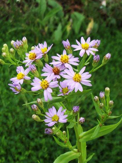 Sea Aster